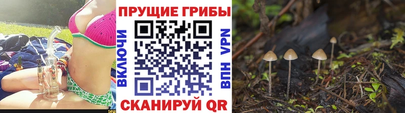 продажа наркотиков  Рыбное  Псилоцибиновые грибы мицелий 